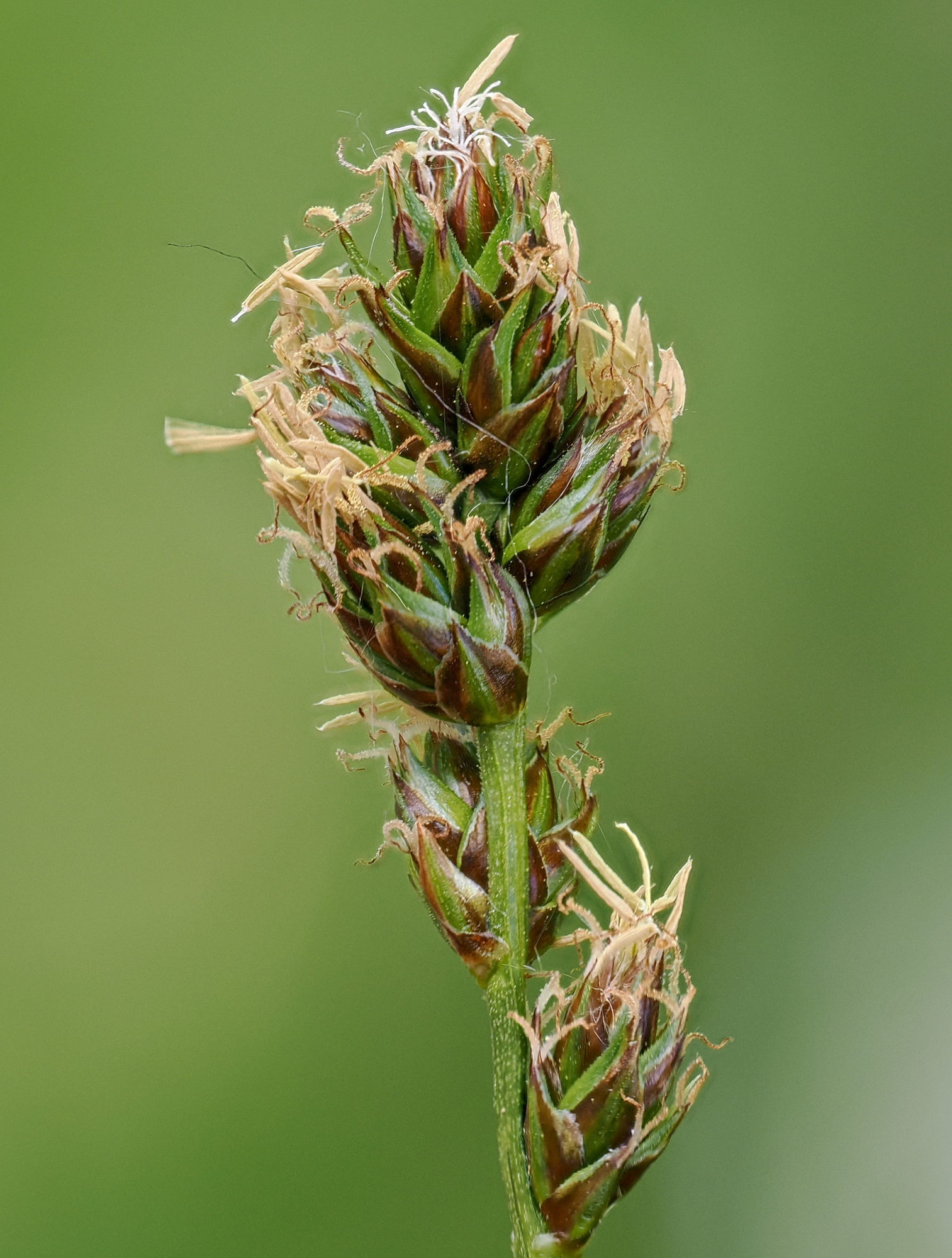 Carex muricata