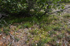 Stellaria peduncularis