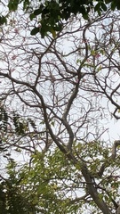Tabebuia rosea