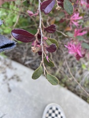 Loropetalum