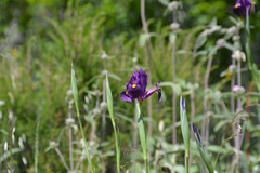 Iris filifolia