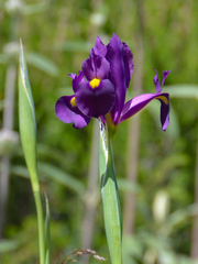 Iris filifolia