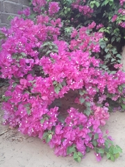 Bougainvillea