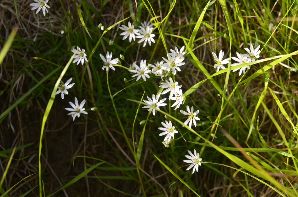 Stellaria peduncularis