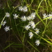 Stellaria peduncularis - Photo (c) Игорь Поспелов, algunos derechos reservados (CC BY-NC), uploaded by Игорь Поспелов