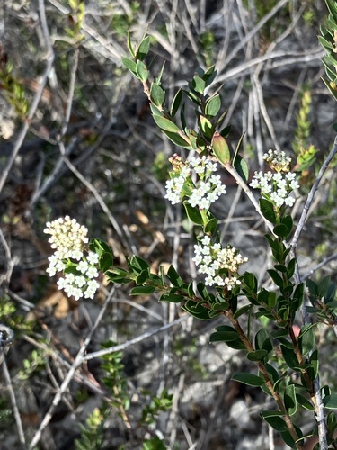Platysace lanceolata observed 2026-05-03