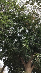 Mangifera indica
