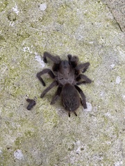 Aphonopelma anax
