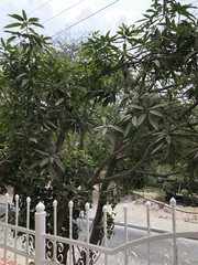 Mangifera indica