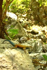 Sceloporus gadoviae