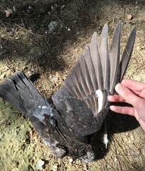 Columba livia domestica