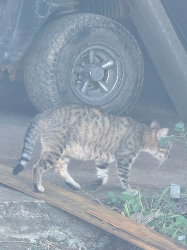 Domestic Cat