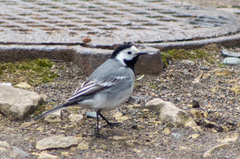 Motacilla alba