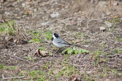 Motacilla alba