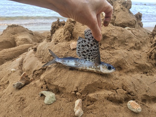 Blacksail flyingfish (Cypselurus simus) — Exocoetidae