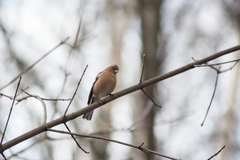 Fringilla coelebs
