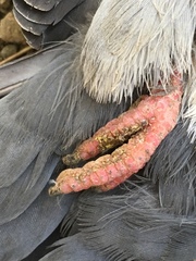 Columba livia domestica