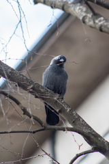 Corvus monedula