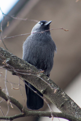 Corvus monedula