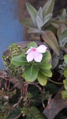 Catharanthus roseus
