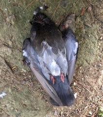 Columba livia domestica