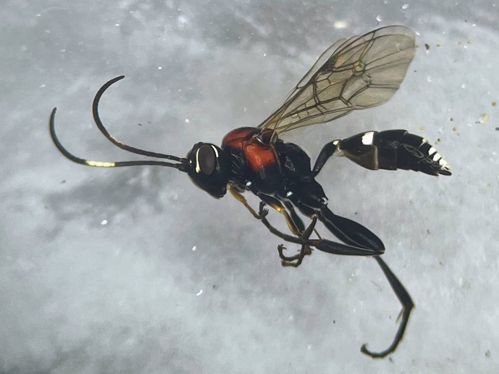 Ichneumonid wasp