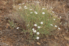 Dianthus ramosissimus