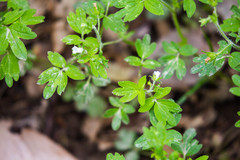 Phacelia ranunculacea