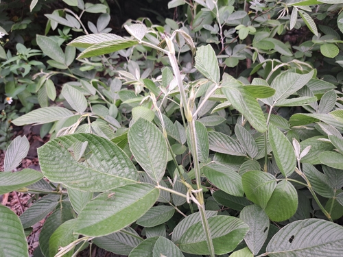 Dendrolobium triangulare observed 2026-05-03