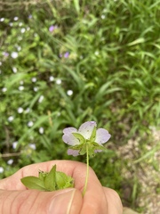 Nemophila phacelioides