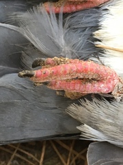 Columba livia domestica