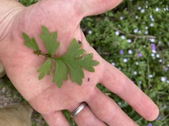 Nemophila phacelioides