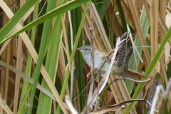 Limnoctites sulphuriferus