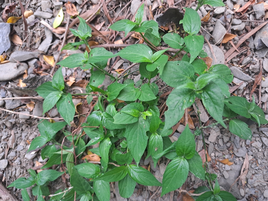 Dicliptera chinensis; photograph (c) vrxz, some rights reserved (CC BY-SA)