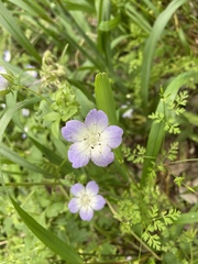 Nemophila phacelioides