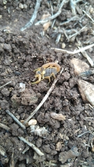 Leiurus hebraeus