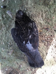 Columba livia domestica