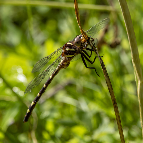 Brown Spiketail photo 4