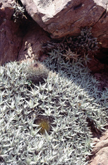 Parodia stuemeri