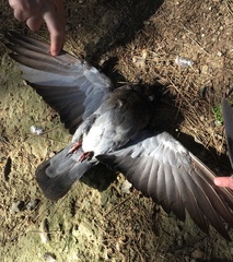 Columba livia domestica