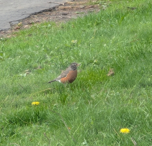 American Robin