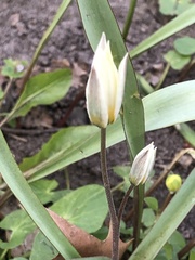 Tulipa bifloriformis