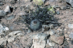 Parodia stuemeri