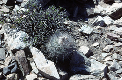 Parodia stuemeri