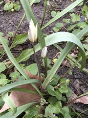 Tulipa bifloriformis