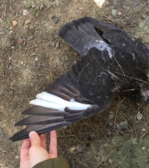 Columba livia domestica