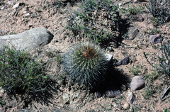 Parodia stuemeri