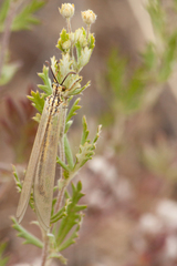 Myrmecaelurus trigrammus
