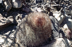 Parodia stuemeri