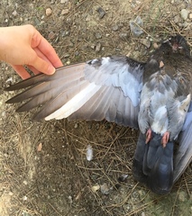 Columba livia domestica